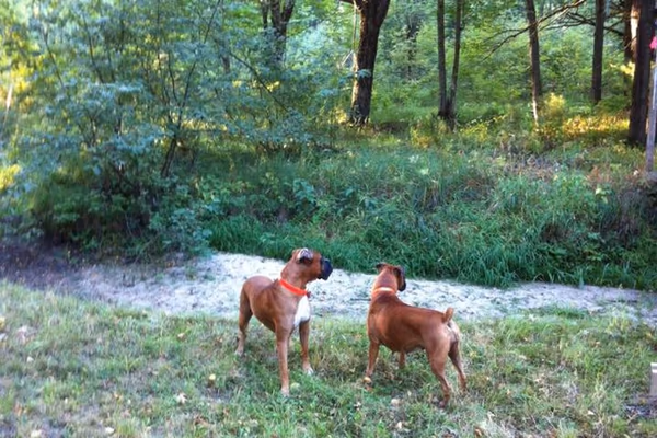 Off-Leash Area at Rock River Parkway photo 2